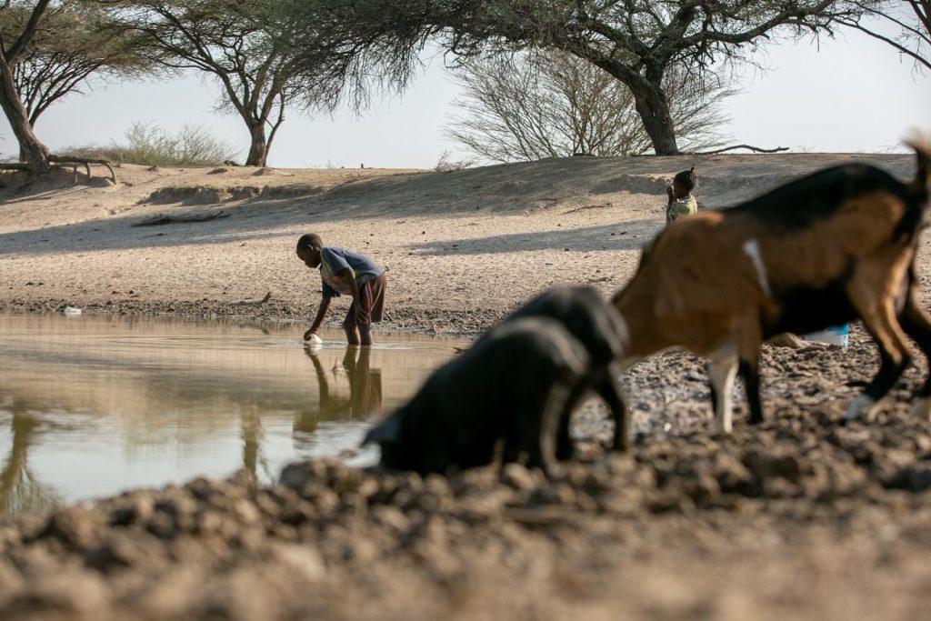 Effects of Water Scarcity on Animals