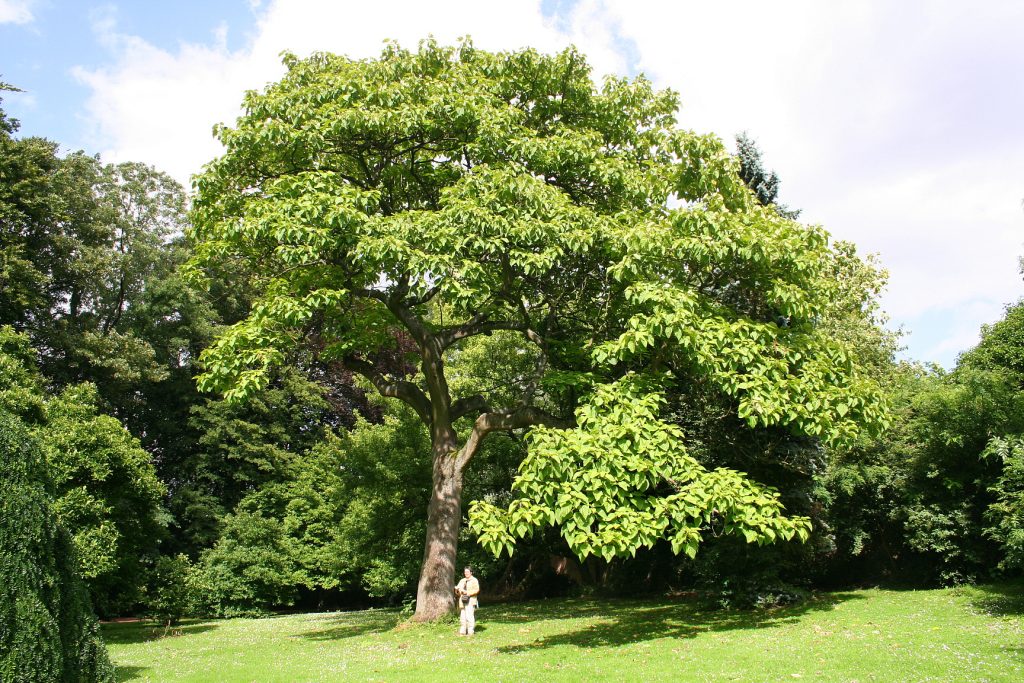 Fastest Growing Trees in South Africa