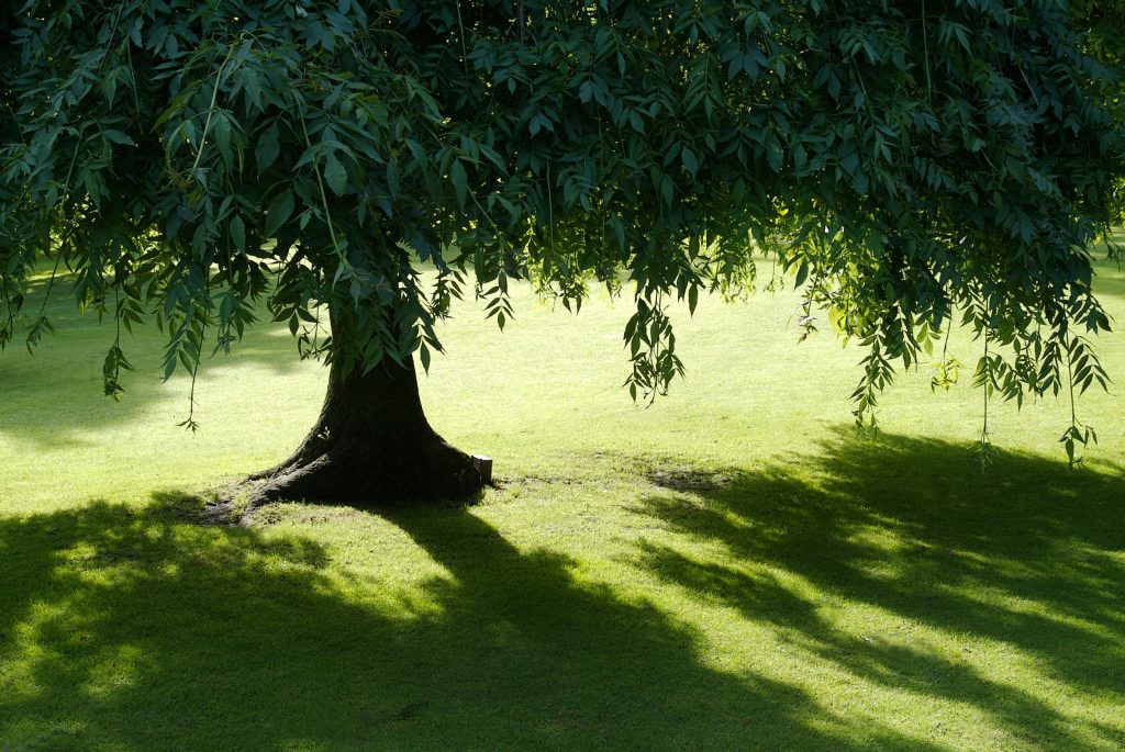 Fastest Growing Trees in Texas