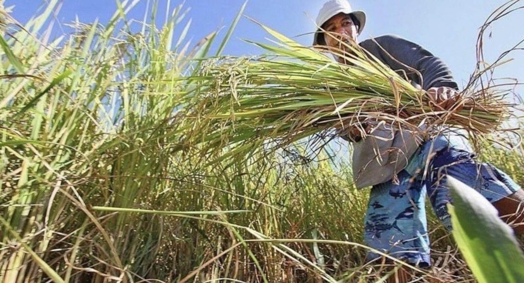 Problems of Agriculture in the Philippines