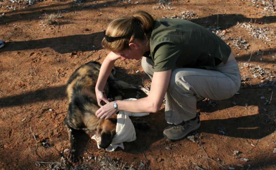 Facts About African Wild Dogs