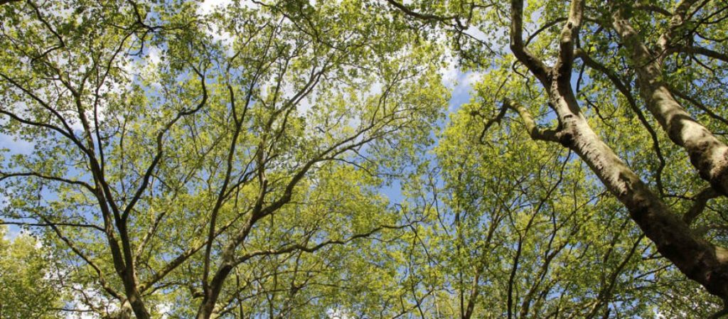 Fastest Growing Trees In Ontario