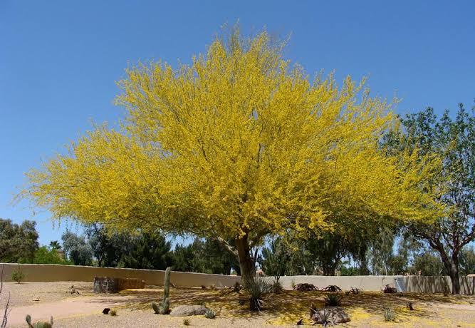 Fastest Growing Trees in Arizona 