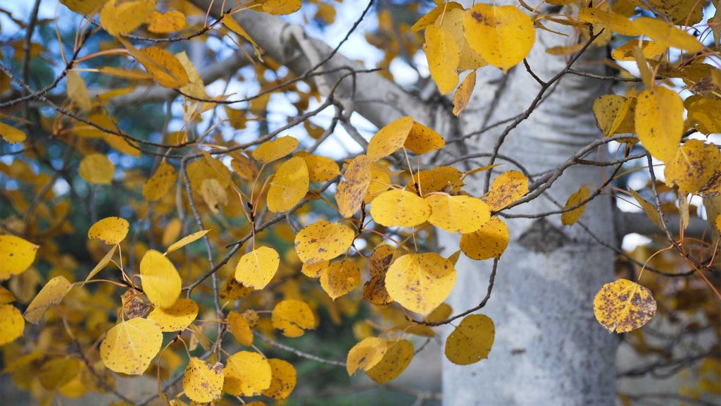 Fastest Growing Trees in The World