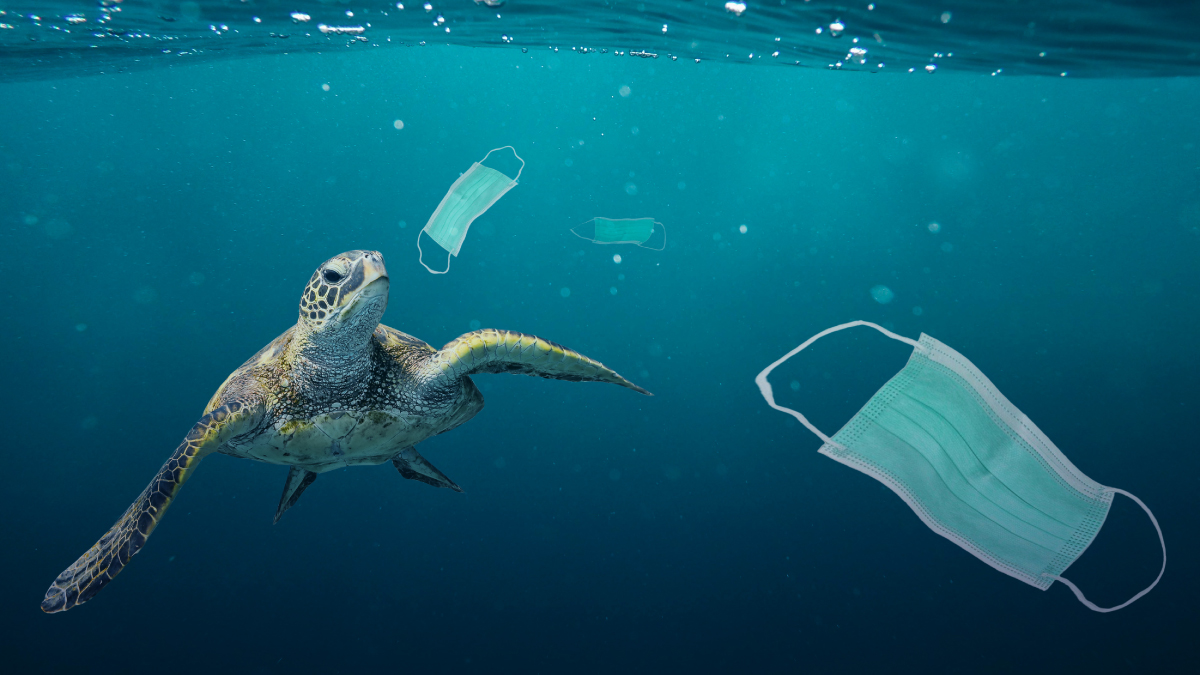 effects of plastic pollution in the ocean